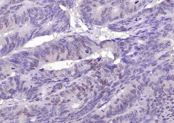 PCNA Rabbit pAb
