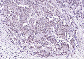 PCNA Rabbit pAb