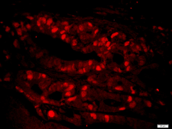 PCNA Rabbit pAb
