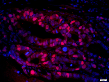 PCNA Rabbit pAb