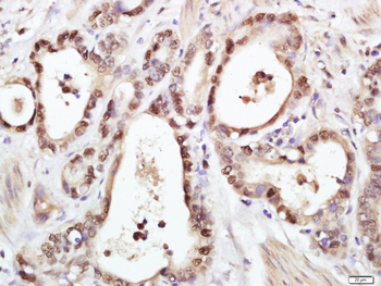 PCNA Rabbit pAb