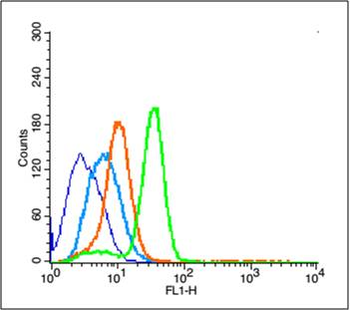 PCNA Rabbit Polyclonal Antibody