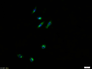 PIK3R1 Rabbit Polyclonal Antibody
