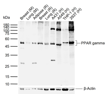 PPAR gamma Rabbit Polyclonal Antibody
