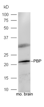 PBP Rabbit Polyclonal Antibody