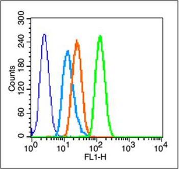 PTEN Rabbit Polyclonal Antibody