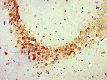 Rho C Rabbit Polyclonal Antibody