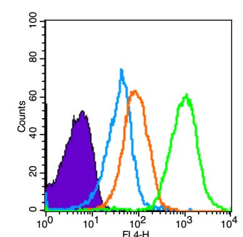 SCF Rabbit Polyclonal Antibody