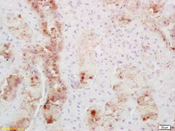 Secretin receptor Rabbit Polyclonal Antibody