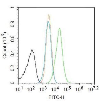 SIRT1 Rabbit Polyclonal Antibody
