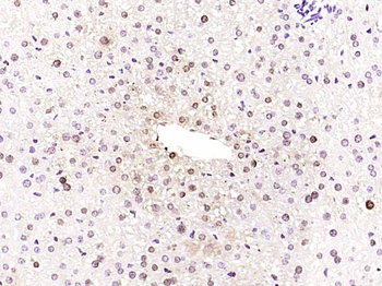 SKP2 Rabbit Polyclonal Antibody