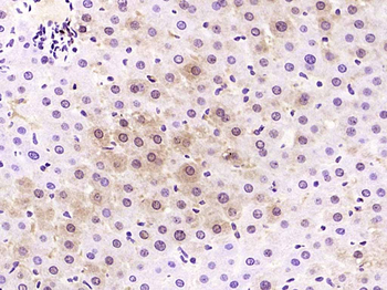 SKP2 Rabbit Polyclonal Antibody