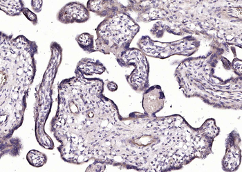 CRIM1 Rabbit Polyclonal Antibody