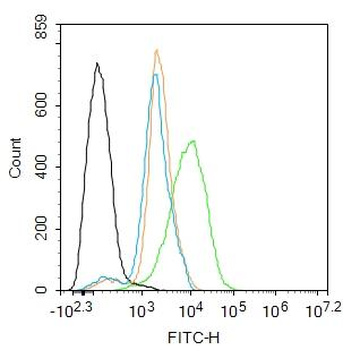 Smad1 Rabbit Polyclonal Antibody
