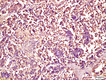 Smad1 Rabbit Polyclonal Antibody