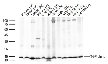 TGF alpha Rabbit Polyclonal Antibody