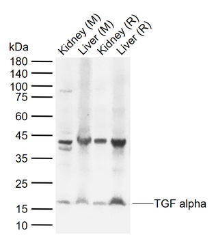 TGF alpha Rabbit Polyclonal Antibody