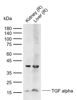 TGF alpha Rabbit Polyclonal Antibody