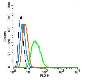 TrkB Rabbit Polyclonal Antibody