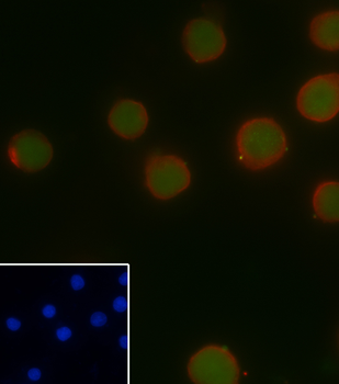 PAX5 Recombinant Rabbit Monoclonal Antibody