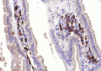 JCHAIN Recombinant Rabbit Monoclonal Antibody