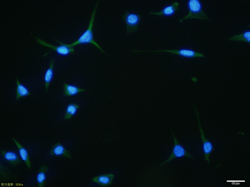CNPase Recombinant Mouse Monoclonal Antibody