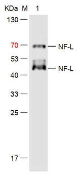NF-L Mouse Monoclonal Antibody