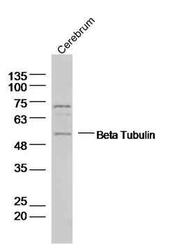 Beta Tubulin Rabbit pAb
