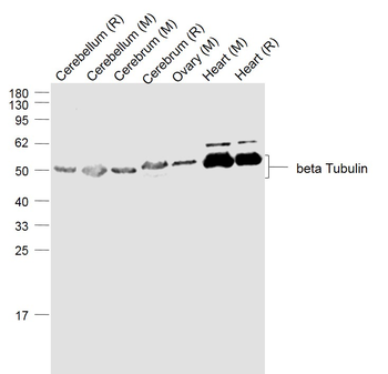 Beta Tubulin Rabbit pAb