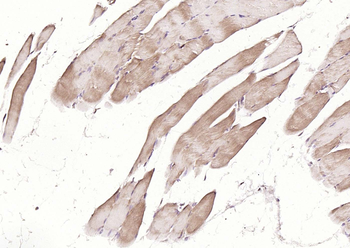 MFN1 Recombinant Mouse Monoclonal Antibody
