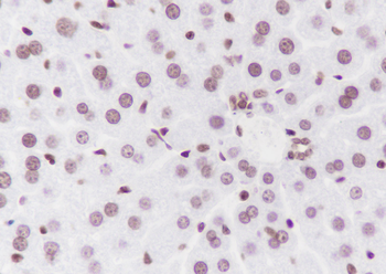 Mono-Methyl-Histone H3 (Lys4) Recombinant Mouse Monoclonal Antibody