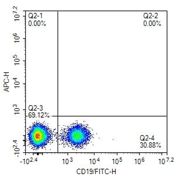 Mouse CD19 Rat Monoclonal Antibody