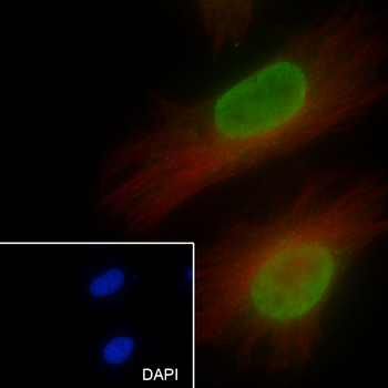 Histone H3 (NT) Recombinant Rabbit Monoclonal Antibody