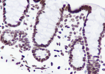Histone H3 (NT) Recombinant Rabbit Monoclonal Antibody