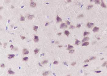 Eef1g Recombinant Rabbit Monoclonal Antibody
