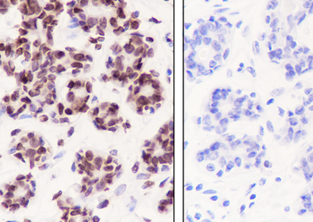 Mono/Di-Methyl-Histone H3 (Lys79) Recombinant Rabbit Monoclonal Antibody