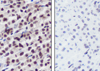 Mono-Methyl-Histone H4 (Lys12) Recombinant Rabbit Monoclonal Antibody