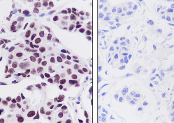 JUNB Recombinant Rabbit Monoclonal Antibody