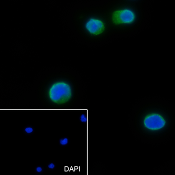 TFEB Recombinant Rabbit Monoclonal Antibody