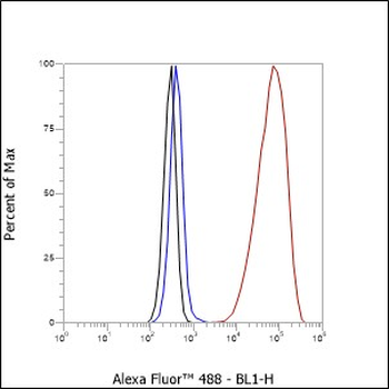 Paxillin Recombinant Rabbit Monoclonal Antibody