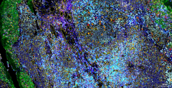 CD68 Recombinant Rabbit Monoclonal Antibody