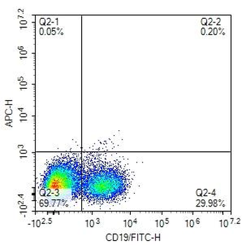 Mouse CD19 Rat Monoclonal Antibody (FITC)