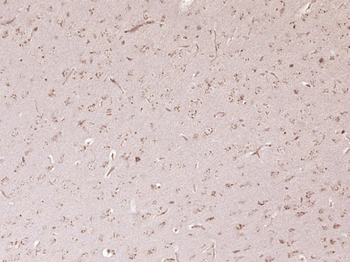 EIF4EBP1 Rabbit Polyclonal Antibody