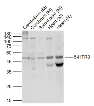 5-HTR3 Rabbit Polyclonal Antibody