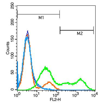 TNFSF13B Rabbit Polyclonal Antibody