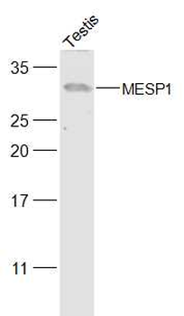 MESP1 Rabbit Polyclonal Antibody