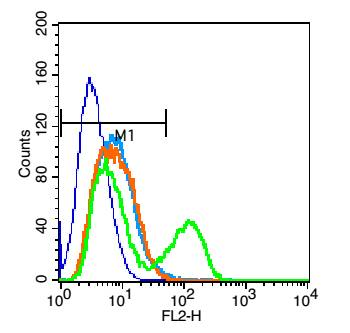 CD72 Rabbit Polyclonal Antibody