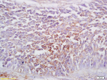 Ephrin A1 Rabbit Polyclonal Antibody