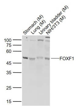 FOXF1 Rabbit Polyclonal Antibody