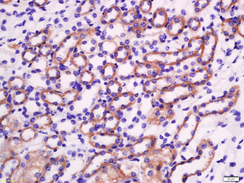 Granzyme A Rabbit Polyclonal Antibody